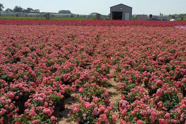 Shrub Roses on gravel range, under drip system (irrigation and fertilization). image: Mariani Plants, Inc.