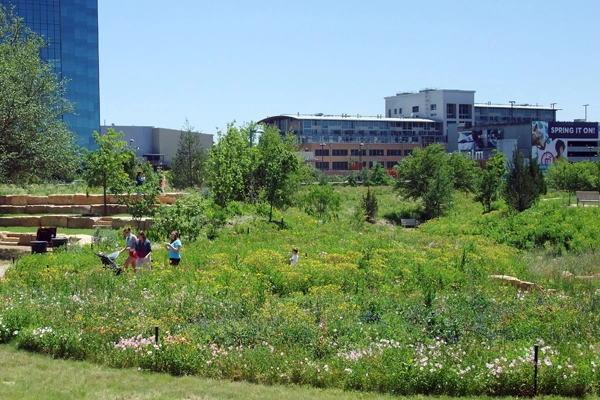 Figure 2: Bush Presidential Center prairie restoration on opening day, May 4, 2013 image: David Hopman
