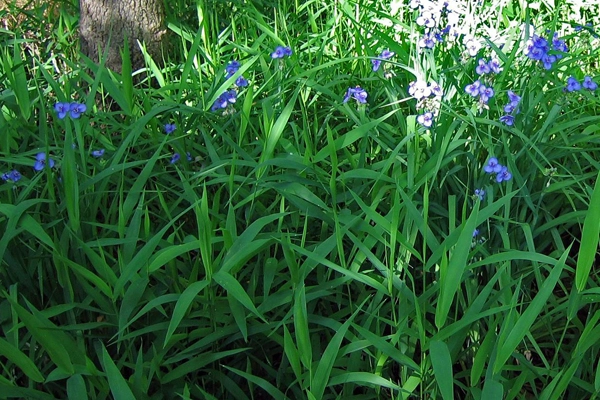 Figure 3: Chasmanthium latifolium/Tradescantia gigantea mix in spring image: David Hopman
