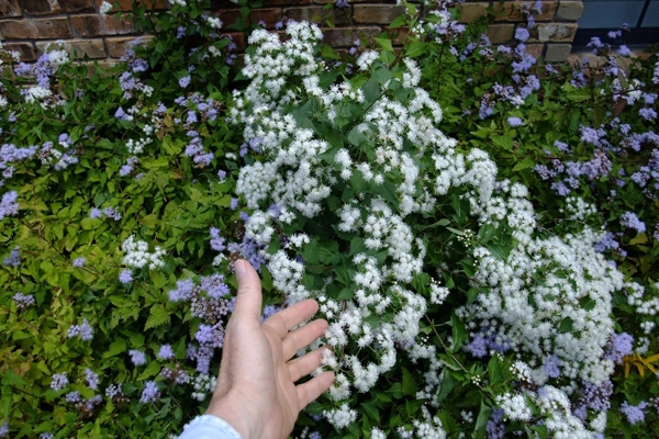 Figure 4: Ageratina havanensis shown blooming in late fall mixed with Conoclinium coelestinum image: David Hopman