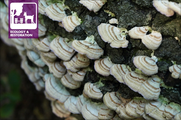 Turkey tail mushrooms in Washington, DC's Fort Slocum Park image: Kaitlyn Hay