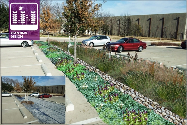 Figure 1: Design and Photoshop mockup of Sun-Juncus polyculture and low polyculture edge for bioretention structure at BRIT. Lower left shows existing plants being killed by solarization. Design and image: David Hopman