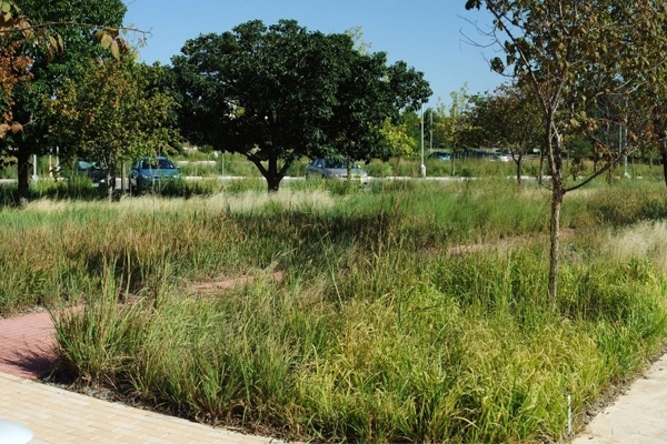 Figure 2: Existing parking lot plant character at the BRIT headquarters in 2015 image: David Hopman