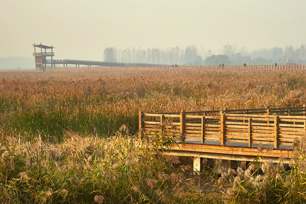 Weishan, Shandong Province, China - Weishan Wetland Park, 2015 Honor Award, General Design Category image: Zhao Jie (AECOM), Scott Burrows (consultant), Wei Shan Photography Association