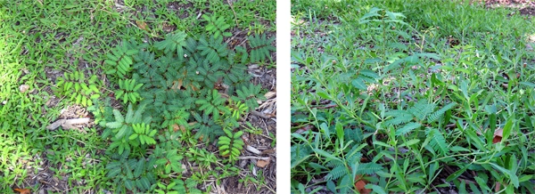 Figure 2: Close-up photos taken in July 2016 (3 months after installation) of edge condition shown in figure 1. Mimosa strigillosa (Sensitive Plant) and Phyla nodiflora (Texas Frogfruit). image: David Hopman