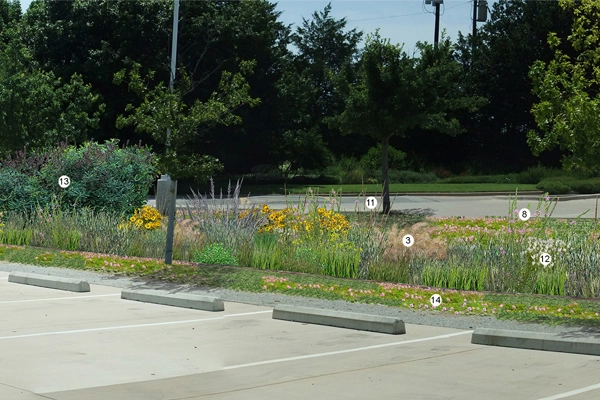 Figure 3: Close up of knee high grass polyculture in full sun. See below for explanation and plant names keyed to the numbers. design and image: David Hopman