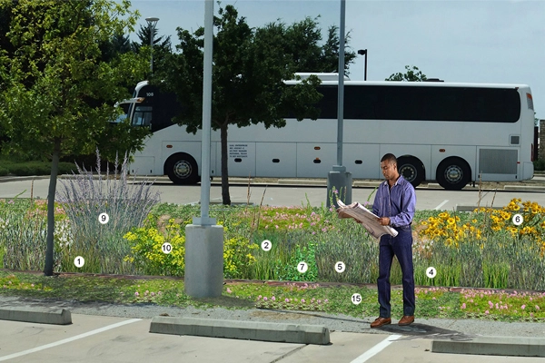 Figure 4: Close up of knee high grass polyculture in full sun. See below for explanation and plant names keyed to the numbers. design and image: David Hopman