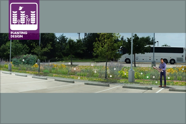 Figure 1: Knee high grass polyculture in full sun designed for BRIT ecological detention structure. design and image: David Hopman