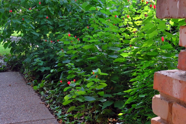 Figure 2: Coarse-textured polyculture in early August when only the Turk’s Cap is in bloom. The Branched Foldwing (Dicliptera bracteata) immediately adjacent to the bricks on the right and the American Beautyberry (Callicarpa Americana) in the back on the left will add their seasonal display in September. The Turk’s Cap by the walk is maintained lower and is left taller in the background. image: David Hopman