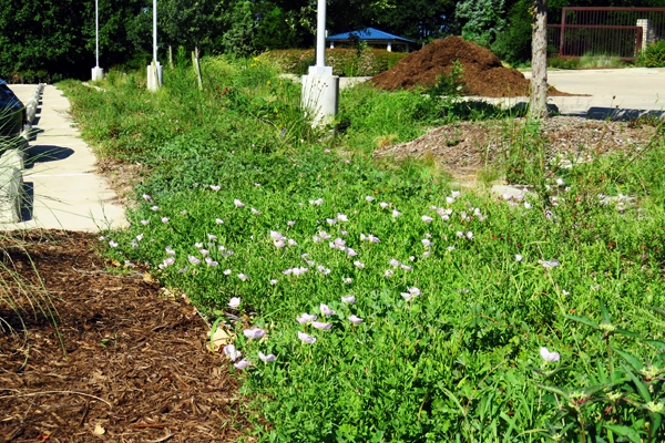 Figure 3: BRIT bioswale 2 polyculture from figure 1 in June 2016 before maintenance. image: David Hopman