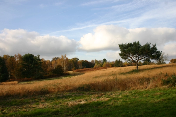 Open space in Ashdown Forest image: Peter Westwood via Flickr