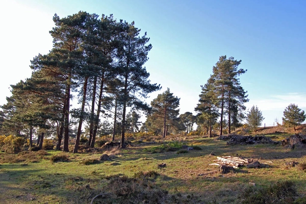 Clump of pines in Ashdown Forest image: Graham via Flickr