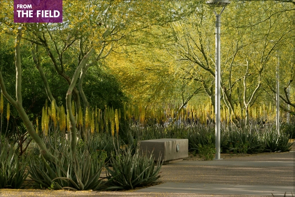 The Biodesign Institute at Arizona State University, Tempe, AZ, 2009 Professional ASLA Honor Award, General Design Category image: Terry Moore, 2008
