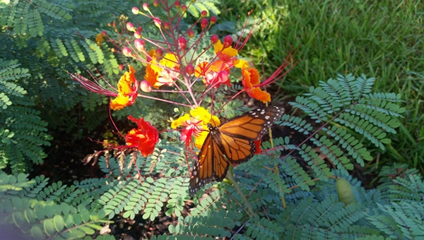Native plantings in Memorial Park / image: Memorial Park Conservancy