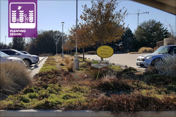 Botanical Research Institute of Texas (BRIT) bioswale 2, designed by David Hopman; winter character in January 2018 / image: David Hopman, ASLA, PLA