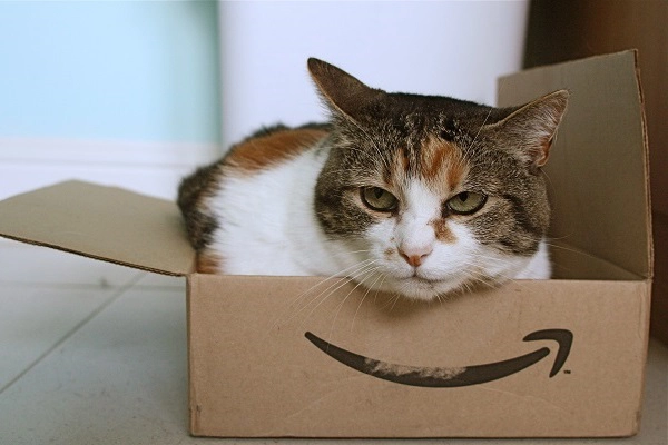 Cat inside Amazon box