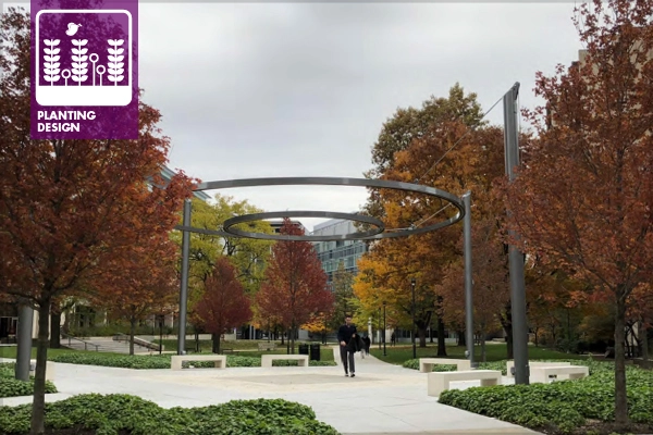 Maple trees at the University of Chicago