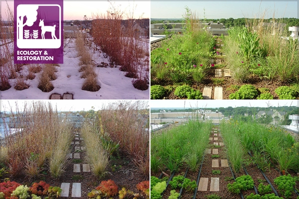 Green roof across the seasons