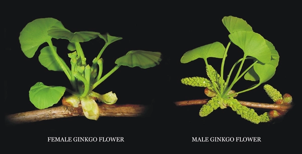 Ginkgo biloba flowers