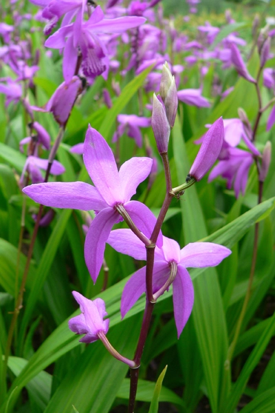Bletilla striata