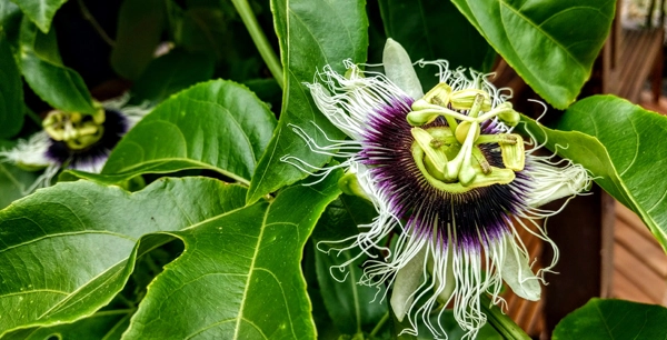 Passiflora