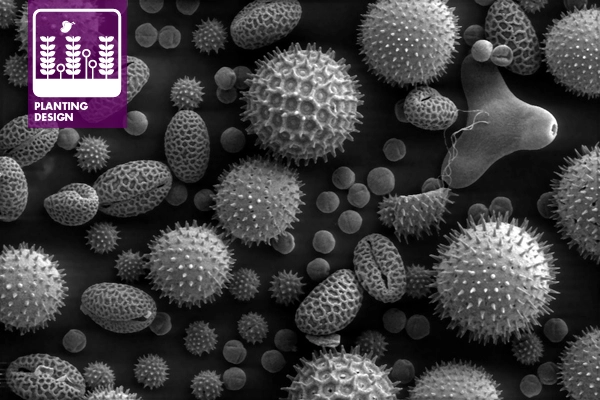 Scanning electron microscope image of pollen grains