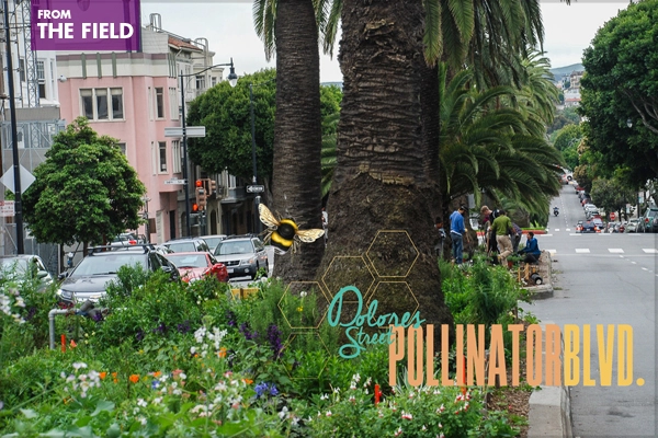 Dolores Street Pollinator Boulevard in San Francisco