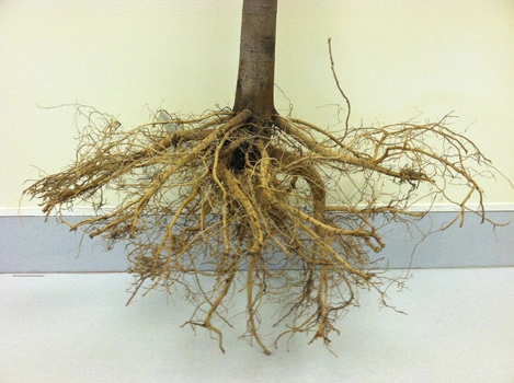 Roots properly pruned with no roots above the root collar Photo credit: James Urban 