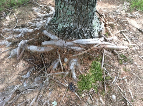 Circling roots that lacked root pruning during tree production Photo credit: James Urban 