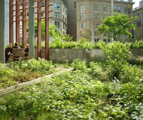 McCormack Post Office and Courthouse Building green roof in Boston, designed by Andropogon Associates. Photo credit J. Nystedt.