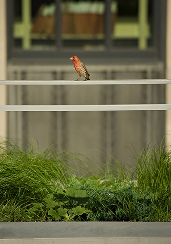 House finch purching at the McCormack Post Office and Courthouse Building green roof, designed by Andropogon Associates. Photo credit J. Nystedt.