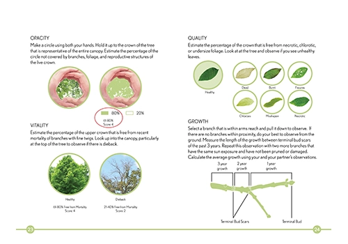 Tree assessment as described in the draft protocol Photo credit: 