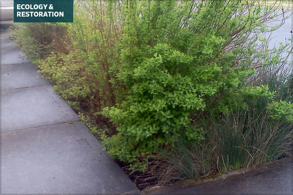 Bioretention planter in Portland, OR