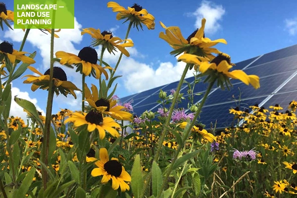 Black-eyed susans and solar panels