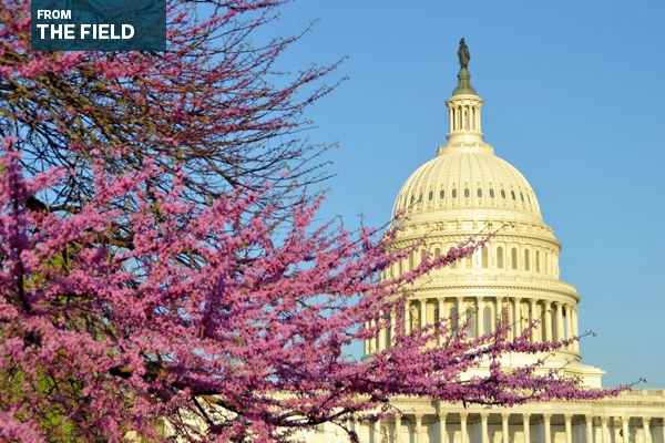 Pink cherry blossoms and the United States Capitol building in Washington, DC