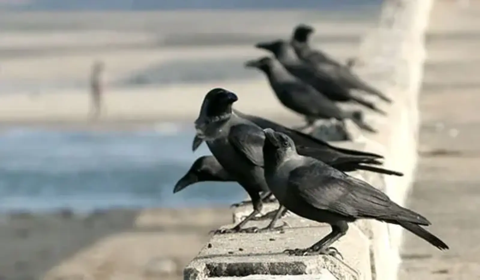 City crows, Chennai, India. Image credit: 10,000 Birds