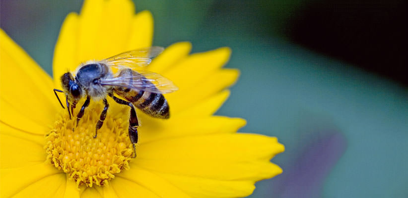 Macro shot of a bee touching down on a purple flower