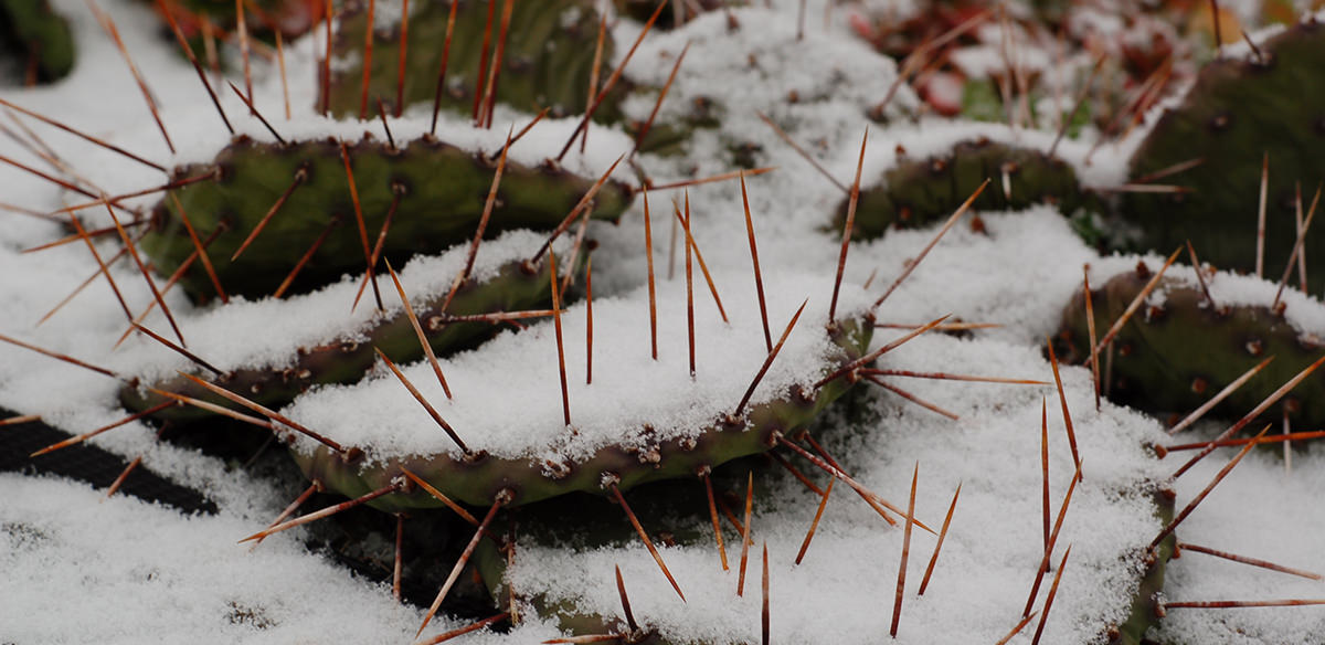 Close-up of snow on the ground