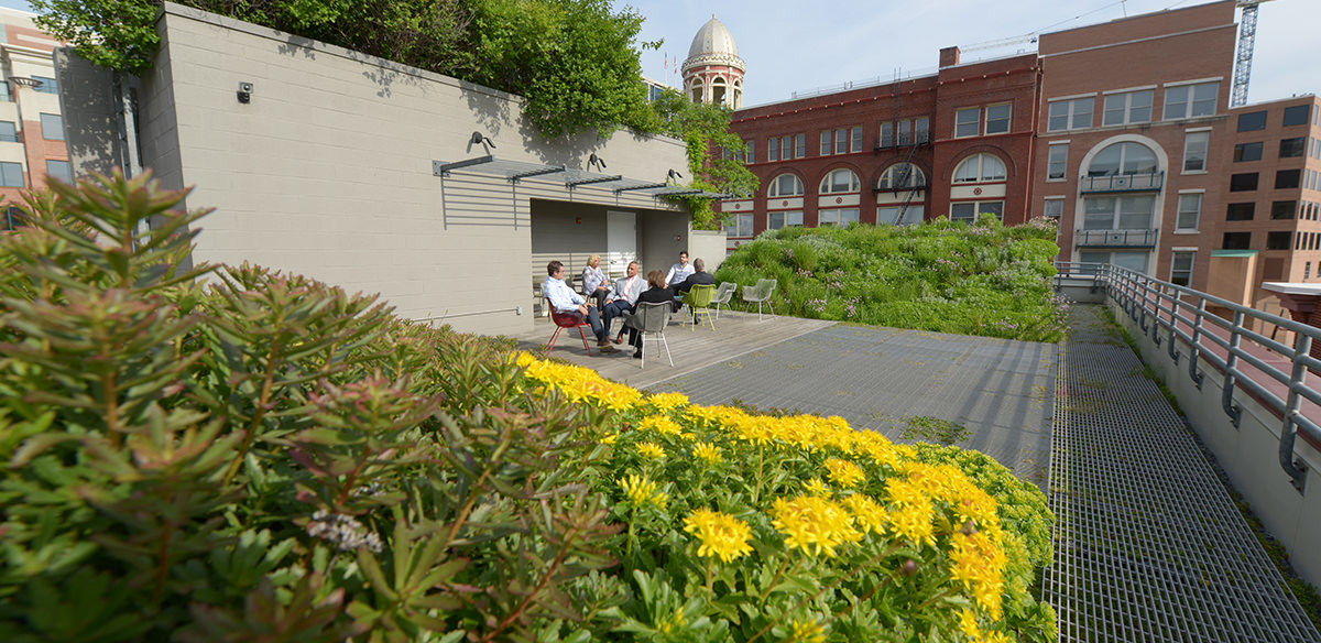 Pale green and brown green roof plants with other buildings visible in the background