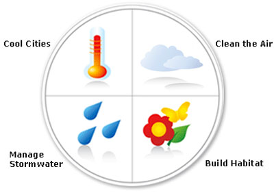 Green Roofs help cool cities, clean the air, build habitat, and manage stormwater.