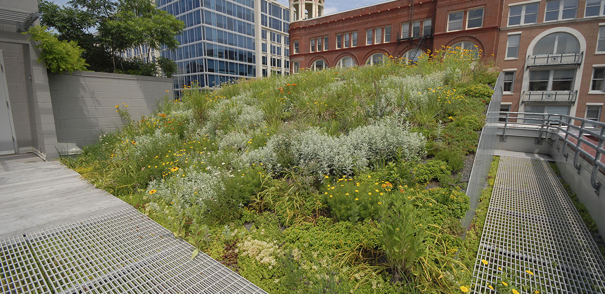 Low angle shot of ASLA building and green roof with trellis visible