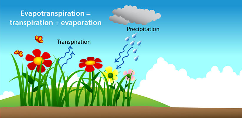 Previous illustration with the addition of a raincloud sliding in from the right, arrows pointing up from the plants with the text 