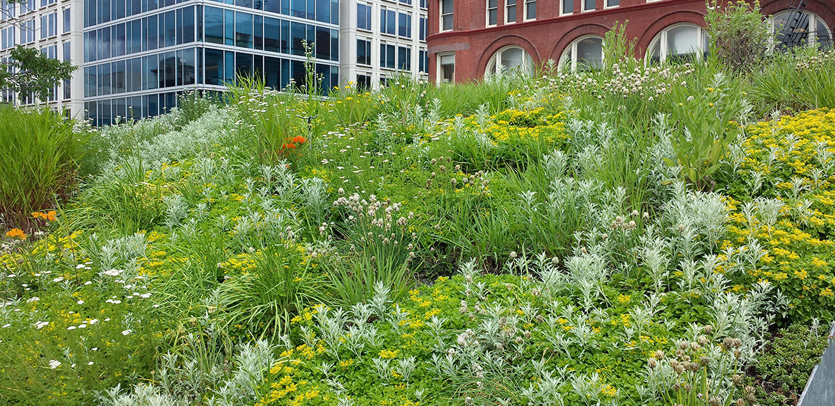 Clumps of green and red green roof plants with other city buildings visible and artificially blurred in the background