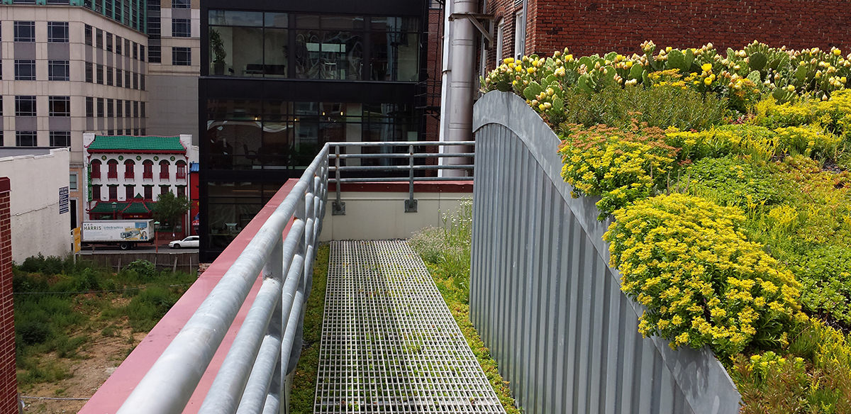 Green/yellow plants, yellow flowers, and soil