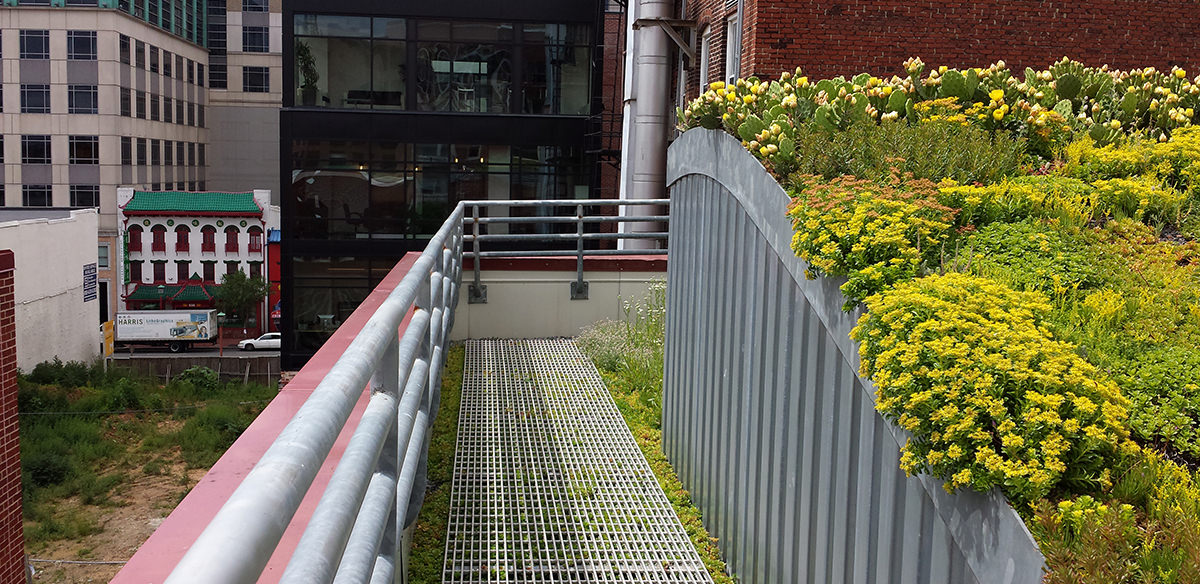 Green/yellow plants, yellow flowers, and soil