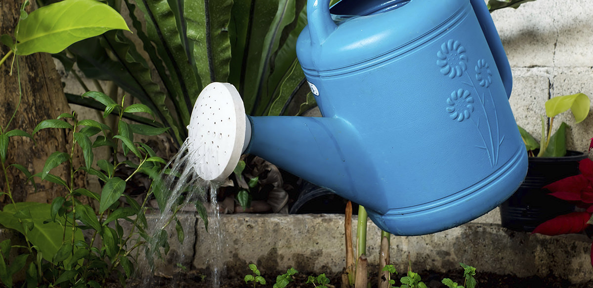 Close-up of a watering can watering a potted plant with pink flowers