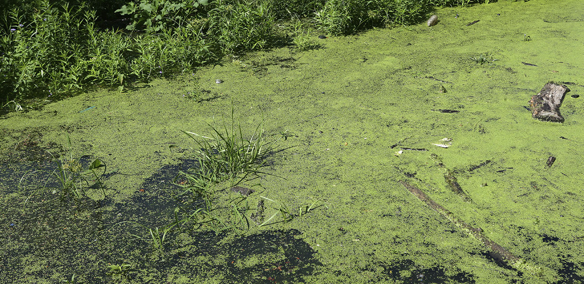 A body of water with reeds growing out of it which has turned green from algae overgrowth, with many trees visible in the background