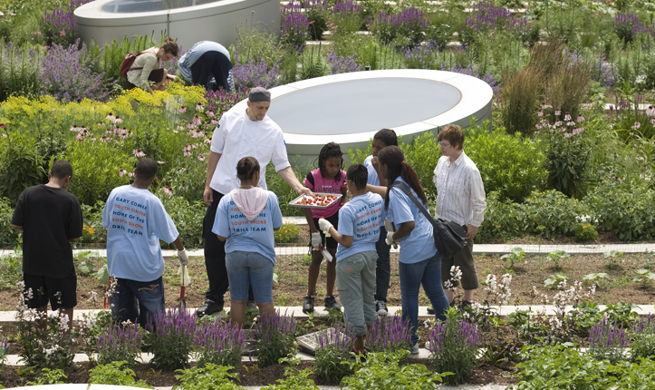 Rooftop Haven for Urban Agriculture