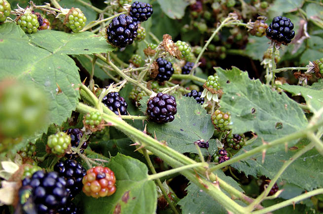 Berries Berries