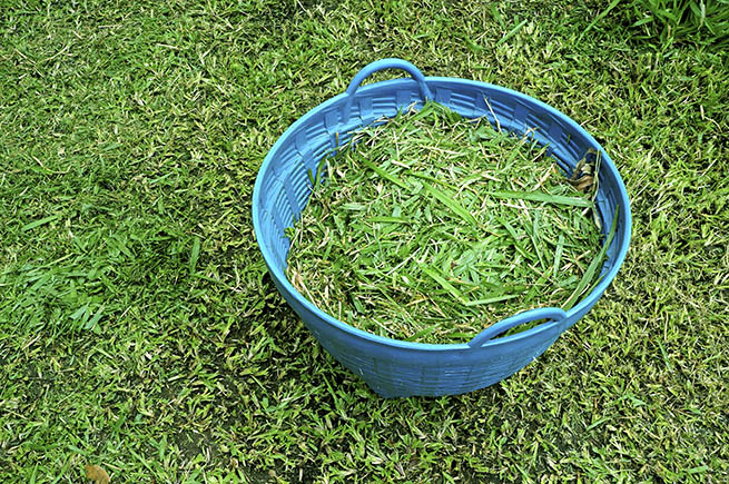 Grass Grass